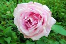 淡粉色玫瑰花朵图片大全