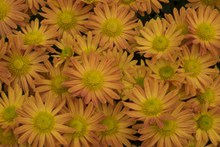 黄菊花花朵背景高清图