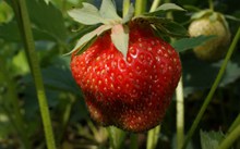 一颗红草莓特写高清图片