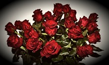 红玫瑰花朵花束图片素材