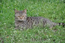 草地上休息的小猫图片素材