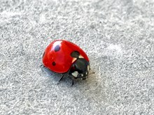 红色瓢虫高清图片