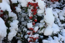 红浆果积雪高清图片