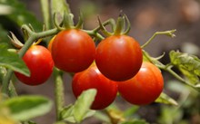 成熟西红柿图片素材