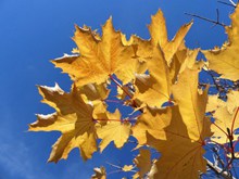 蓝天下黄树叶精美图片