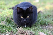 纯黑色猫咪高清图