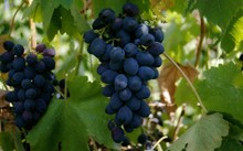 黑葡萄成熟高清图