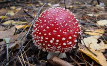 红色蘑菇包图片大全