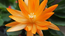 橙色大朵仙人掌花精美图片