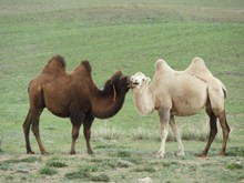 两只骆驼图片下载