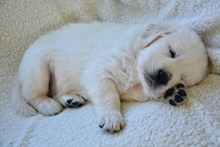 白色幼狗熟睡高清图