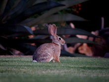 竖起耳朵的兔子精美图片