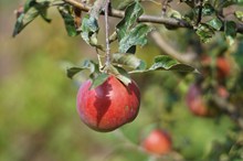 成熟红苹果摄影高清图片