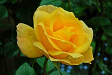 高清黄色玫瑰花朵图片素材