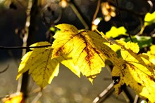秋季黄叶图片素材