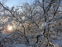 清晨树木枝干积雪高清图