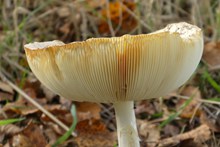 食用白蘑菇精美图片
