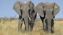 两只野生大象精美图片