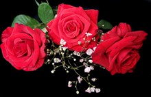 浪漫玫瑰胸花图片素材