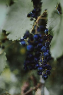 树上的蓝莓高清图