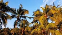 四季景观椰子树图片素材