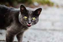 猫咪吐舌图片素材
