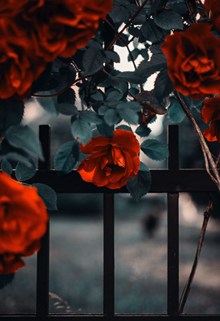 篱笆网红玫瑰高清图