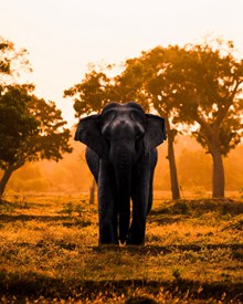 高大的大象摄影图高清图片