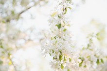 白色小清新花朵高清图片