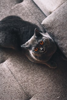 灰色可爱小猫咪图片素材