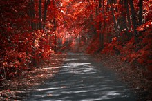 秋天红色树林风景图片素材