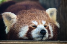 可爱小浣熊睡觉图片大全
