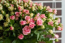 装饰粉色玫瑰花束高清图片