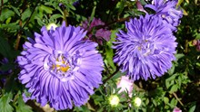 花园紫色菊花高清图