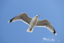 高空飞翔海鸥高清图片