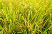 稻田成熟水稻图片素材