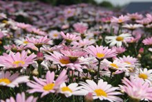 公园粉色菊花绽放精美图片