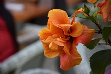 橙色木槿花朵精美图片