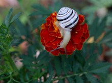 花朵上的小蜗牛图片素材