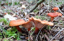 地面蘑菇群图片素材