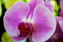 紫色蝴蝶兰微距高清图片