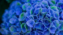 蓝色绣球花唯美精美图片