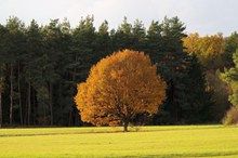 野外秋季树木精美图片