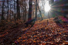秋季阳光照射森林图片下载