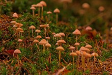 森林地面小蘑菇高清图片