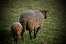 牧场母羊小羊高清图片