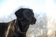 黑色宠物狗肖像高清图