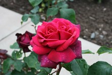 红色玫瑰花朵开花精美图片