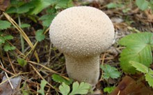 白色蘑菇朵图片素材