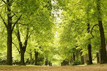公园绿色树木图片大全